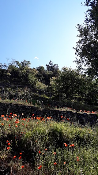 Il Posto delle Fragole