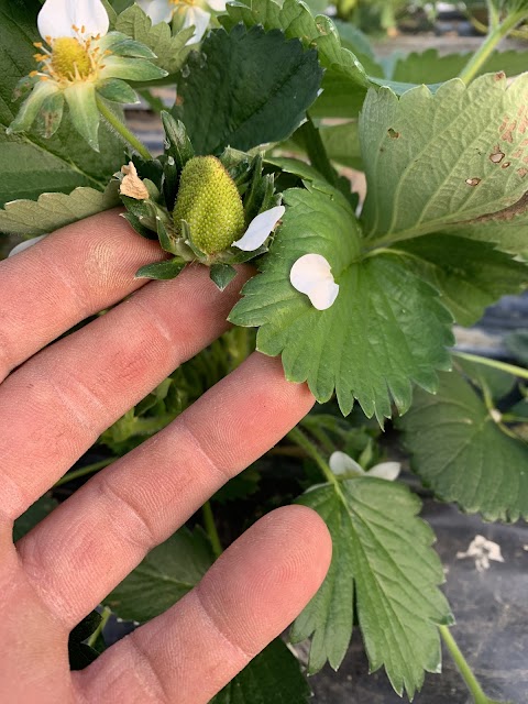 Azienda agricola La maison de Adeline allevamento pensione per cani produttore di orticole piccoli frutti