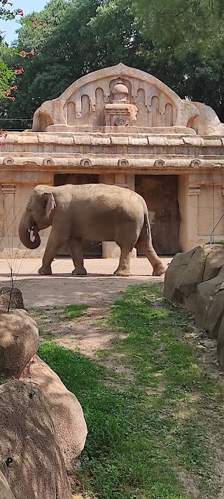 Recinto Elefanti