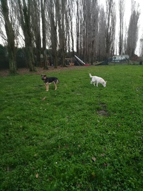 Città degli Angeli Rifugio per Animali