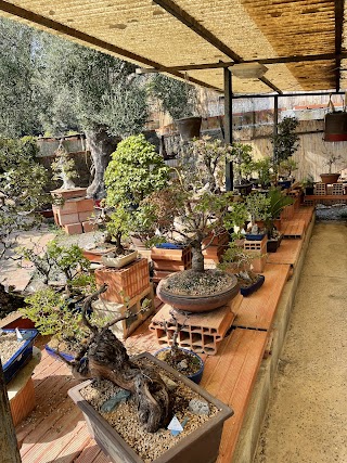 Centro Bonsai Caviglia