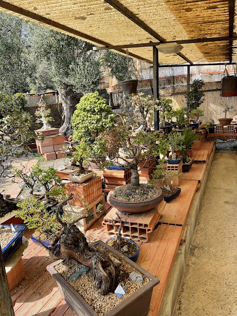 Centro Bonsai Caviglia