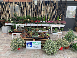 ALBA VIVAI di Colombano - Produzione e Vendita piante e fiori da giardino e balcone.