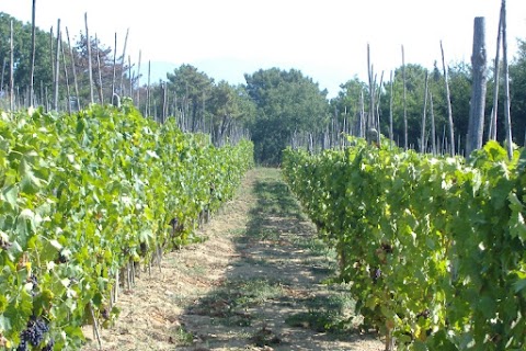 Agriturismo Podere Calistri