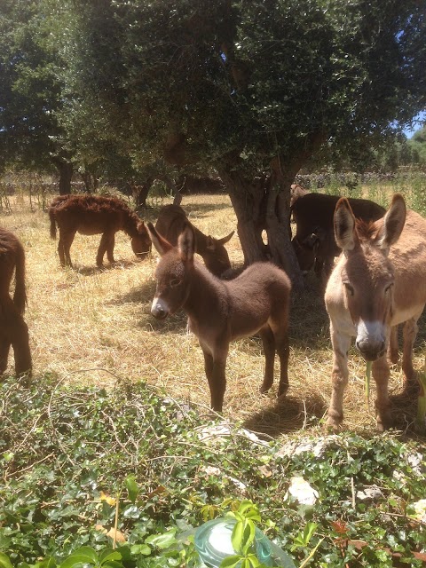 B&B Masseria Nuove Caselle