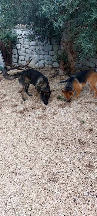 KAFARA DOG RESORT