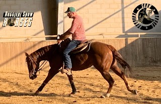 Ruggieri show horses