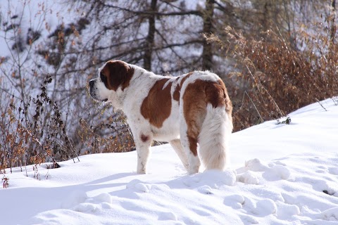 Allevamento Del Piccolo Paradiso di Mario Perissinotto per la selezione del Cane di San Bernardo