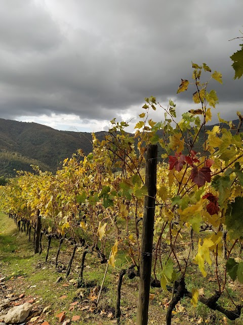 AGRITURISMO COLOGNOLE CHIANTI Rufina Firenze Toscana