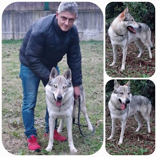 Albergo cani san cesario sul panaro 290