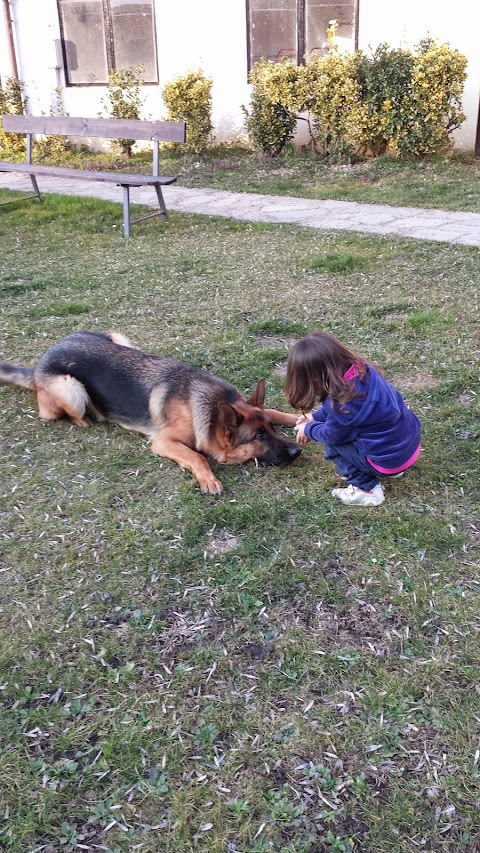 GRAGLIA - Pensione per Cani e Gatti (piobesi, Vinovo, La Loggia, Carignano, Carmagnola, None, Moncalieri, Nichelino, Torino