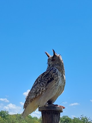 I Falchi Di Rocca Romana