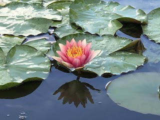 Giardini Acquatici