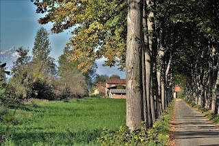 Bosco Del Merlino