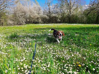 Canile di Spilamberto