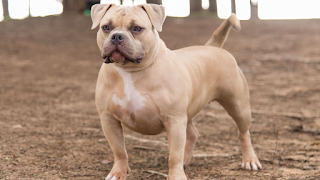 Amazing Bully Roma