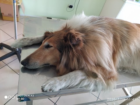 Centro Veterinario DOMITIO