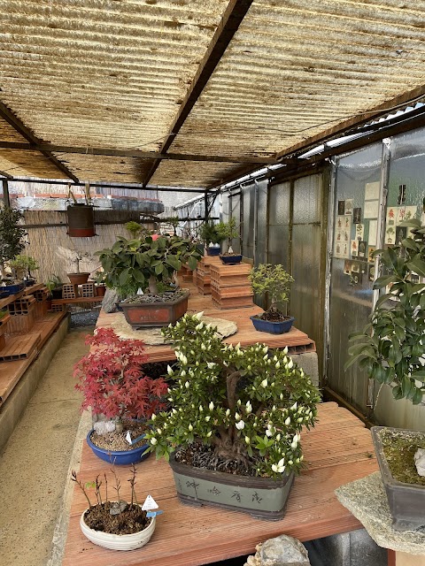 Centro Bonsai Caviglia