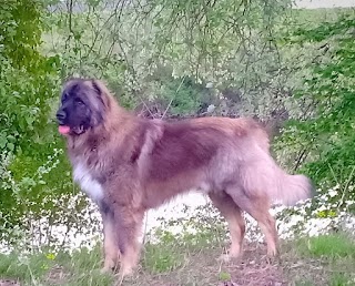 Ambulatorio Veterinario Padovanelle Di Bianchi Debora