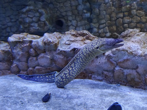 Acquario di Napoli