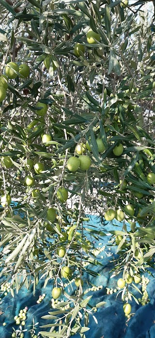 Azienda agricola Cusumano Caterina