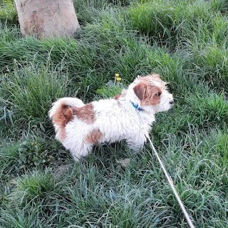 Dolci Bolle Toelettatura per cani