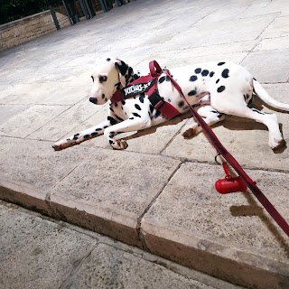 Ambulatorio Veterinario Dott. Roberto Gramegna