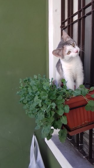 Ambulatorio Veterinario Baccani