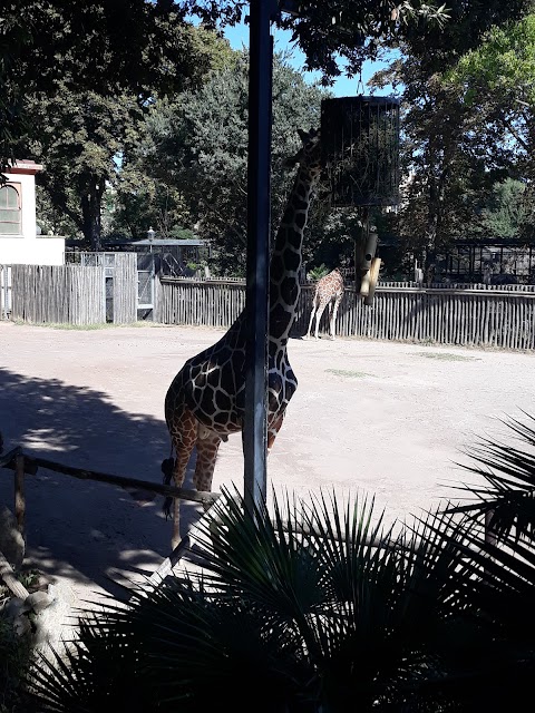 Recinto delle giraffe