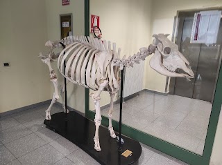 Ospedale Veterinario Universitario Didattico