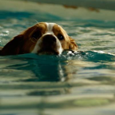 Acqua Dog DI Petracchi Maria Patrizia Pistoia