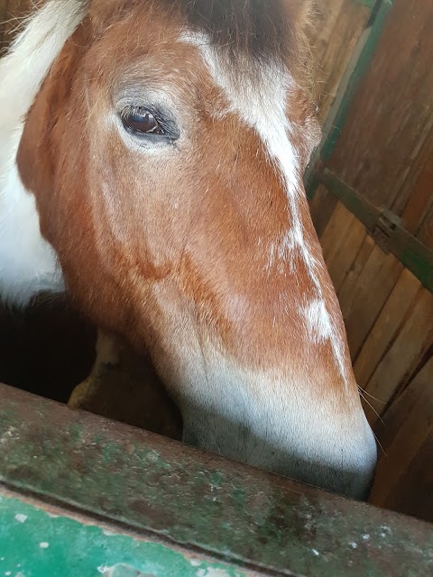 Associazione Sportiva Dilettantistica Kappa Equestre