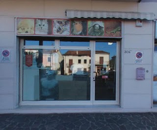 Michelangelo Pet Vicenza