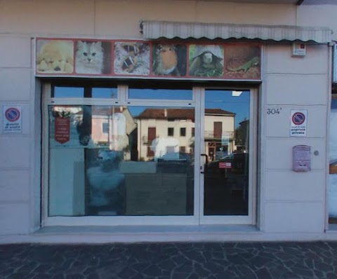 Michelangelo Pet Vicenza