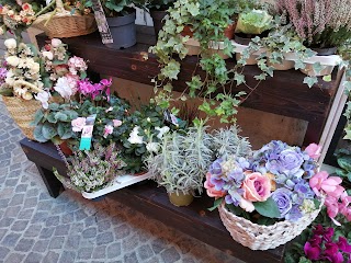 Clorofilla Fiori Di Mariangela Saladino