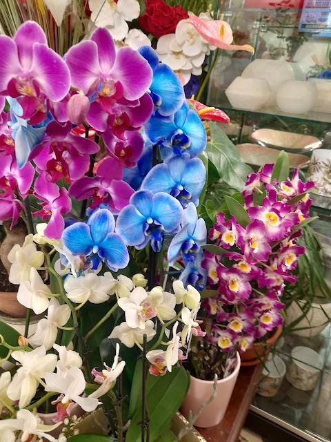 L'Orchidea Blu