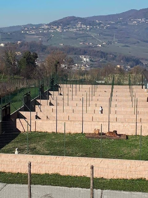 Dog Happy Village Di Apuzzo Franco