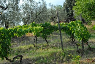 Agriturismo Frigionaia