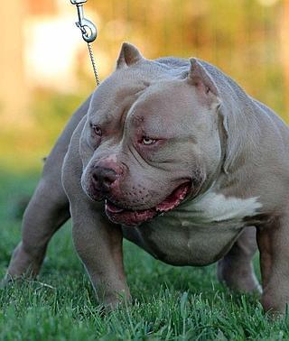 AMERICAN BULLY CATANIA KUG ZETA