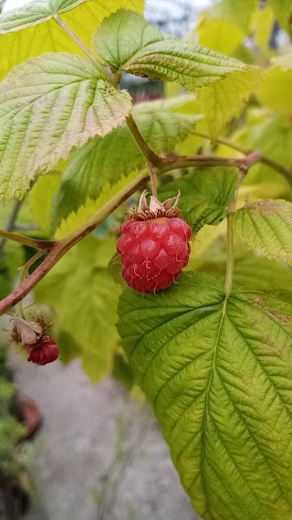 Floricoltura Agli' di Agli' Luca