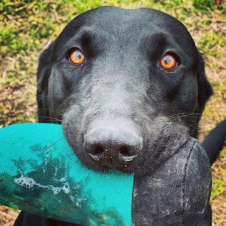 100% Retriever - Dog School