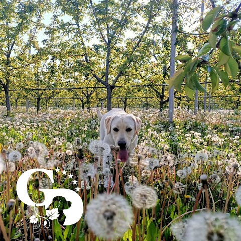 Giardino Dorato - Allevamento Golden Retriever - Pensione per cani