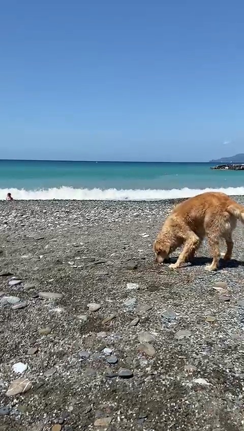 Spiaggia per cani