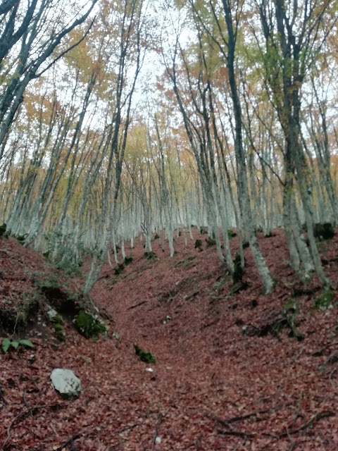 Monte Sassosano