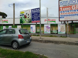 Pellicano