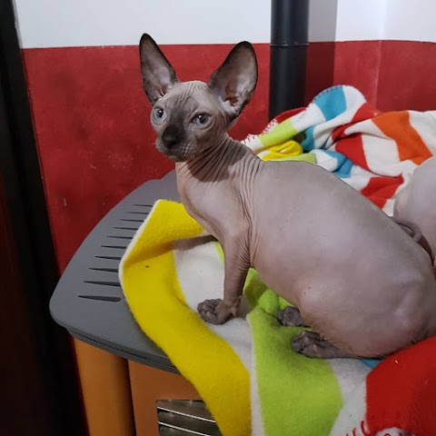 Sphynx e maine coon di perbachows cattery
