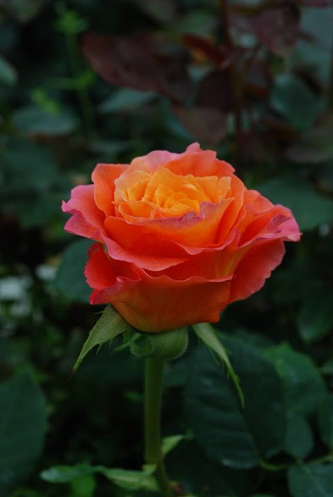 Le Rose Di Gianni