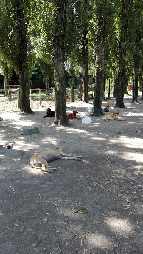 Città degli Angeli Rifugio per Animali