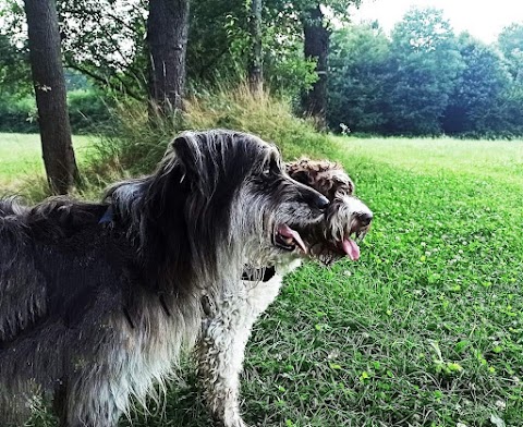 Dog Sitter Como - A spasso nel bosco