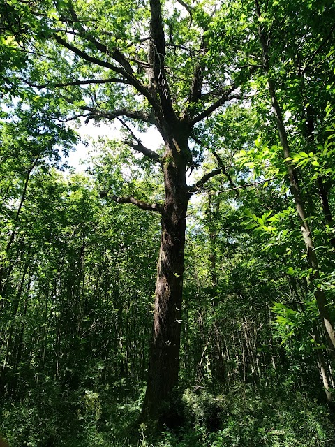 Crescere nel Bosco